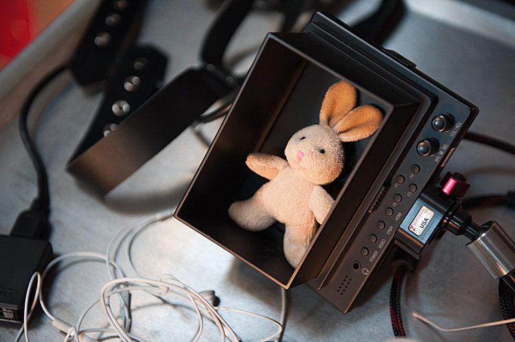 Bunny rabbit