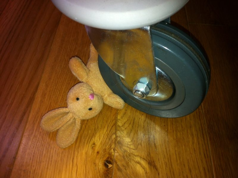 Bunny rabbit